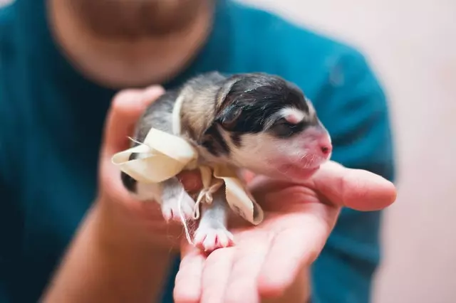 Cosa devo studiare per diventare assistente veterinario?